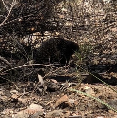Tachyglossus aculeatus (Short-beaked Echidna) at Acton, ACT - 30 Sep 2018 by AaronClausen