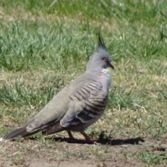 Ocyphaps lophotes (Crested Pigeon) at Mount Ainslie to Black Mountain - 30 Sep 2018 by JanetRussell