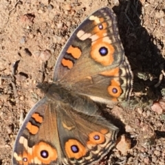 Junonia villida (Meadow Argus) at Red Hill Nature Reserve - 30 Sep 2018 by KL