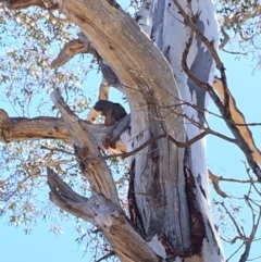 Callocephalon fimbriatum (Gang-gang Cockatoo) at Hughes, ACT - 30 Sep 2018 by KL