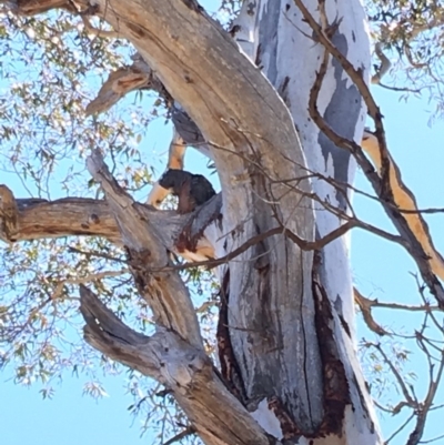 Callocephalon fimbriatum (Gang-gang Cockatoo) at Red Hill to Yarralumla Creek - 30 Sep 2018 by KL