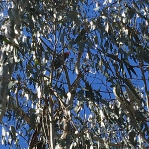 Callocephalon fimbriatum at Hughes, ACT - 30 Sep 2018