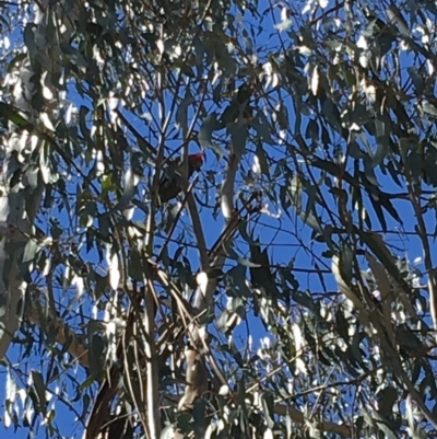 Callocephalon fimbriatum (Gang-gang Cockatoo) at Red Hill Nature Reserve - 30 Sep 2018 by KL