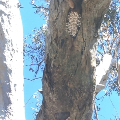 Lachnodius sp. (genus) at Red Hill Nature Reserve - 30 Sep 2018 by KL