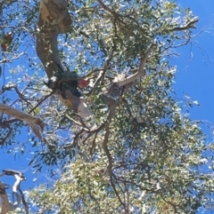 Callocephalon fimbriatum (Gang-gang Cockatoo) at Red Hill Nature Reserve - 30 Sep 2018 by KL