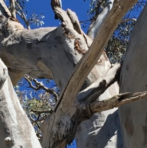 Callocephalon fimbriatum at Deakin, ACT - 30 Sep 2018