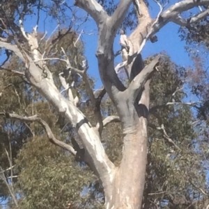 Callocephalon fimbriatum at Deakin, ACT - 30 Sep 2018