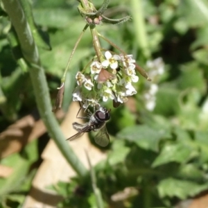 Syrphidae (family) at Campbell, ACT - 30 Sep 2018