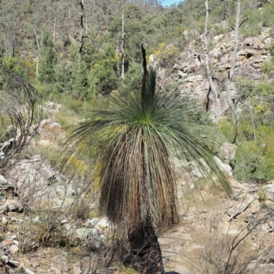 Xanthorrhoea glauca subsp. angustifolia (Grey Grass-tree) at Bullen Range - 30 Sep 2018 by KenT