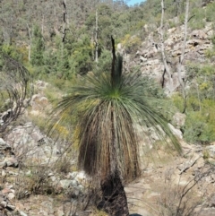 Xanthorrhoea glauca subsp. angustifolia (Grey Grass-tree) at Paddys River, ACT - 30 Sep 2018 by KenT