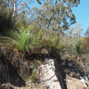Xanthorrhoea glauca subsp. angustifolia at Paddys River, ACT - 30 Sep 2018