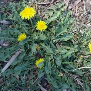 Taraxacum sect. Taraxacum at Campbell, ACT - 30 Sep 2018 11:42 AM