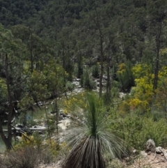 Xanthorrhoea glauca subsp. angustifolia (Grey Grass-tree) at Bullen Range - 30 Sep 2018 by KenT