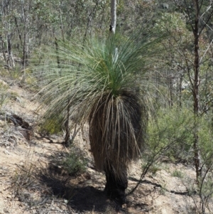 Xanthorrhoea glauca subsp. angustifolia at Uriarra Village, ACT - 30 Sep 2018