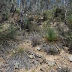 Xanthorrhoea glauca subsp. angustifolia at Uriarra Village, ACT - 30 Sep 2018