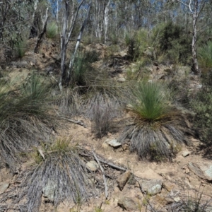 Xanthorrhoea glauca subsp. angustifolia at Uriarra Village, ACT - 30 Sep 2018