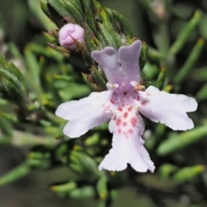 Westringia eremicola at Paddys River, ACT - 30 Sep 2018