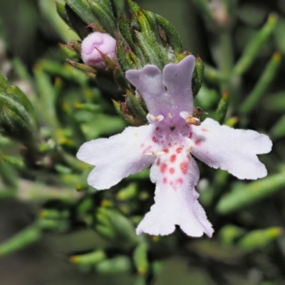 Westringia eremicola (Slender Western Rosemary) at Paddys River, ACT - 30 Sep 2018 by KenT