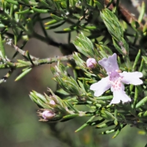 Westringia eremicola at Paddys River, ACT - 30 Sep 2018