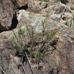 Westringia eremicola at Paddys River, ACT - 30 Sep 2018