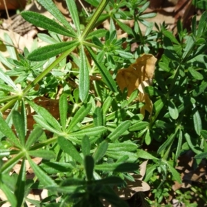 Galium aparine at Parkes, ACT - 30 Sep 2018 11:28 AM