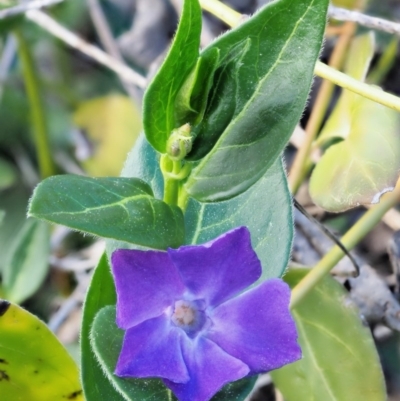Vinca major (Blue Periwinkle) at Paddys River, ACT - 29 Sep 2018 by KenT