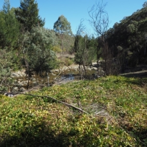 Vinca major at Paddys River, ACT - 30 Sep 2018