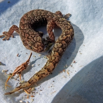 Christinus marmoratus (Southern Marbled Gecko) at Macarthur, ACT - 30 Sep 2018 by RodDeb