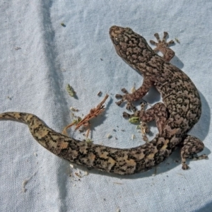 Christinus marmoratus at Macarthur, ACT - 30 Sep 2018