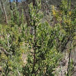 Persoonia rigida at Paddys River, ACT - 30 Sep 2018