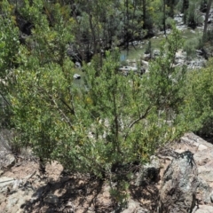 Persoonia rigida at Paddys River, ACT - 30 Sep 2018