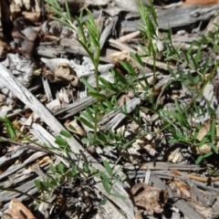 Vicia sp. (A Vetch) at Commonwealth & Kings Parks - 30 Sep 2018 by JanetRussell