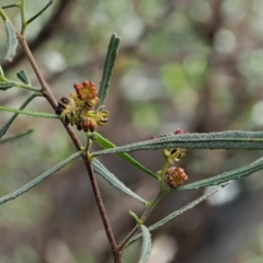 Dodonaea viscosa subsp. angustissima (Hop Bush) at Paddys River, ACT - 30 Sep 2018 by KenT