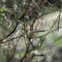 Dodonaea viscosa subsp. angustissima at Paddys River, ACT - 30 Sep 2018