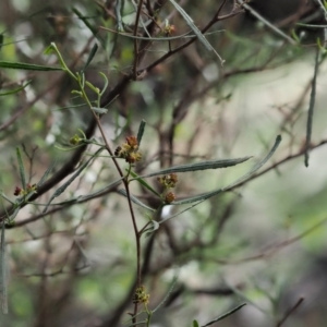 Dodonaea viscosa subsp. angustissima at Paddys River, ACT - 30 Sep 2018