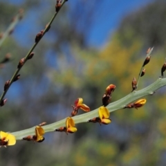 Bossiaea grayi (Murrumbidgee Bossiaea) at Paddys River, ACT - 30 Sep 2018 by KenT