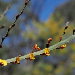 Bossiaea grayi at Paddys River, ACT - suppressed