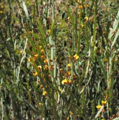 Bossiaea grayi at Paddys River, ACT - suppressed