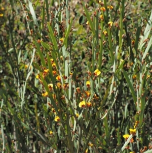 Bossiaea grayi at Paddys River, ACT - suppressed