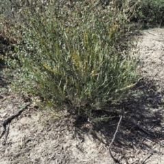 Bossiaea grayi at Paddys River, ACT - suppressed