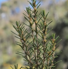 Bertya rosmarinifolia (Rosemary Bertya) at Bullen Range - 30 Sep 2018 by KenT