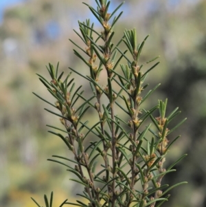 Bertya rosmarinifolia at Paddys River, ACT - 30 Sep 2018