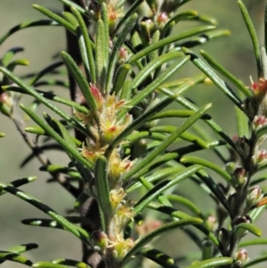 Bertya rosmarinifolia at Paddys River, ACT - 30 Sep 2018