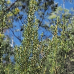 Bertya rosmarinifolia at Paddys River, ACT - 30 Sep 2018