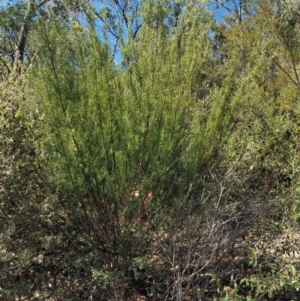 Bertya rosmarinifolia at Paddys River, ACT - 30 Sep 2018