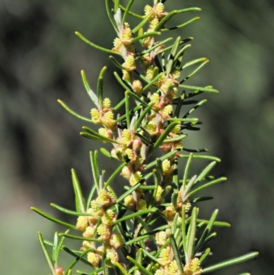 Bertya rosmarinifolia (Rosemary Bertya) at Bullen Range - 29 Sep 2018 by KenT