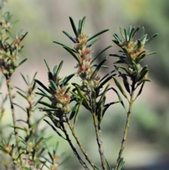 Bertya rosmarinifolia at Paddys River, ACT - 30 Sep 2018 09:27 AM