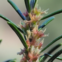 Bertya rosmarinifolia at Paddys River, ACT - 30 Sep 2018 09:27 AM