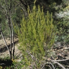 Bertya rosmarinifolia at Paddys River, ACT - 30 Sep 2018