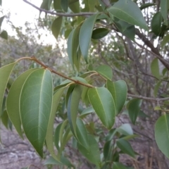 Ligustrum lucidum at Symonston, ACT - 30 Sep 2018